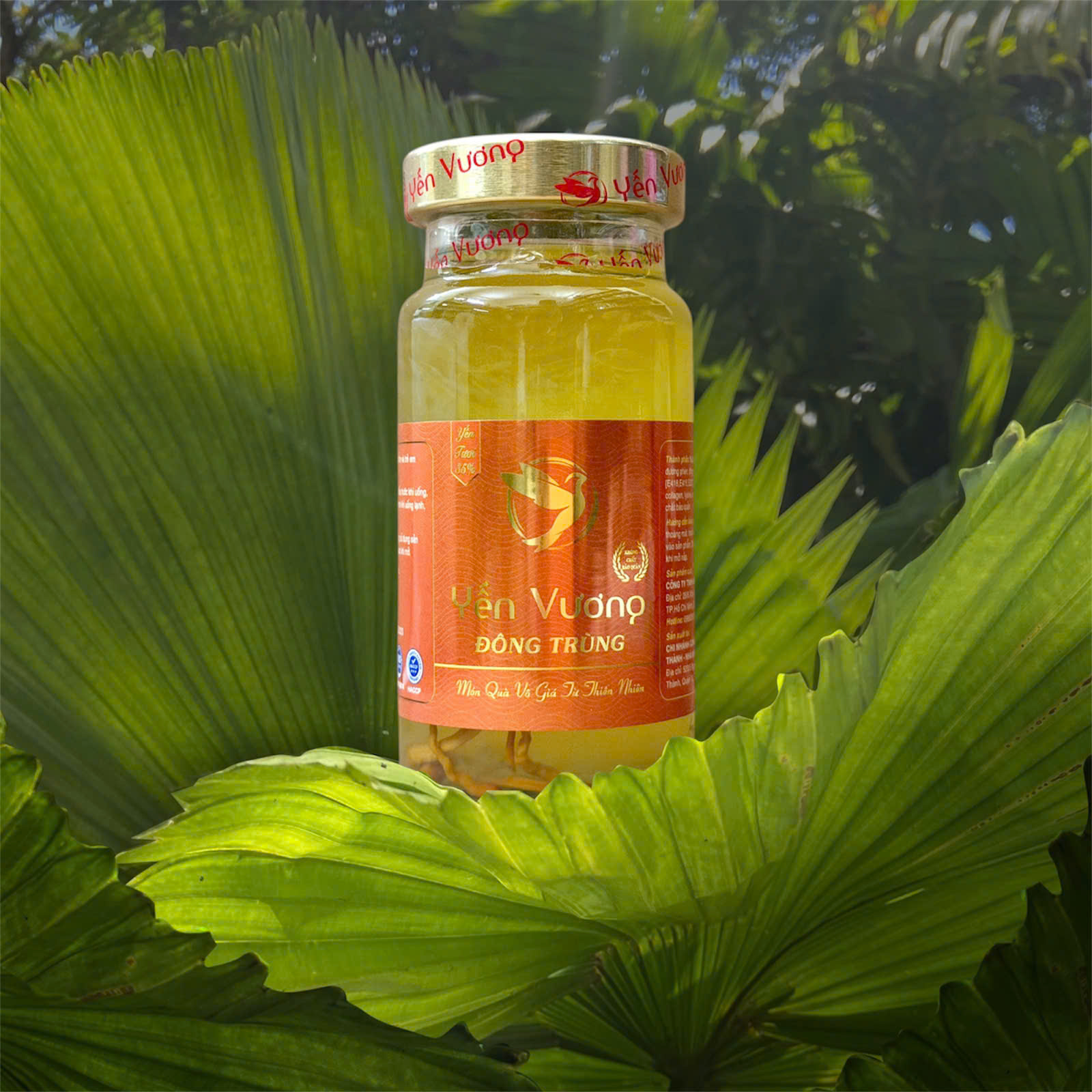 Hũ yến Vương 140ml Đông Trùng